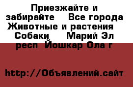 Приезжайте и забирайте. - Все города Животные и растения » Собаки   . Марий Эл респ.,Йошкар-Ола г.